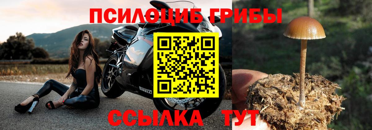 Галлюциногенные грибы Magic Shrooms  Горно-Алтайск  Галлюциногенные грибы Psilocybe 